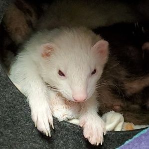 Meet your Posher, Renee
